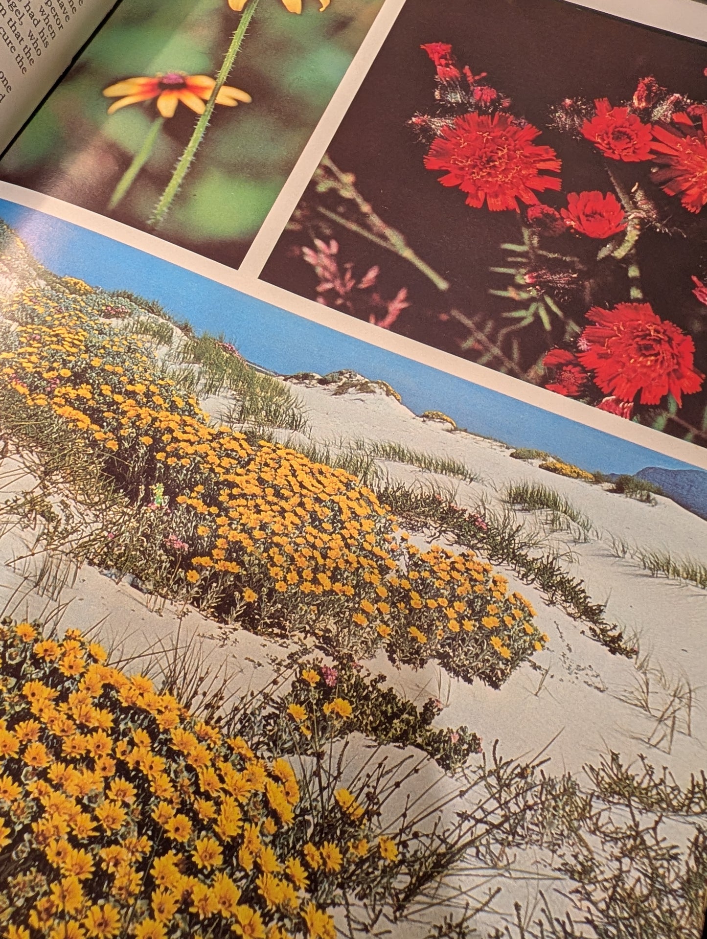 Wildflower Hardback