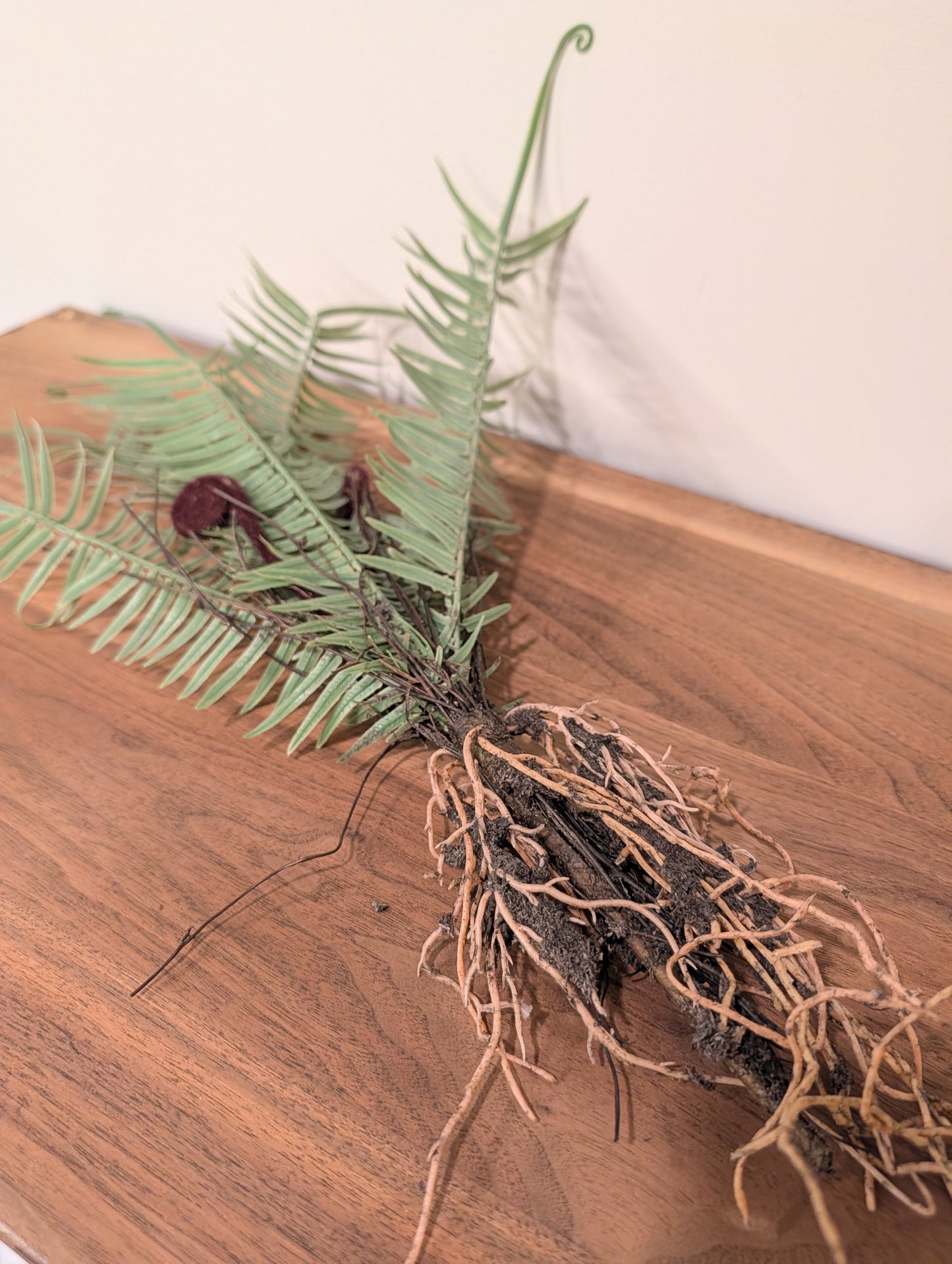 Fuax Fern (Style 1)