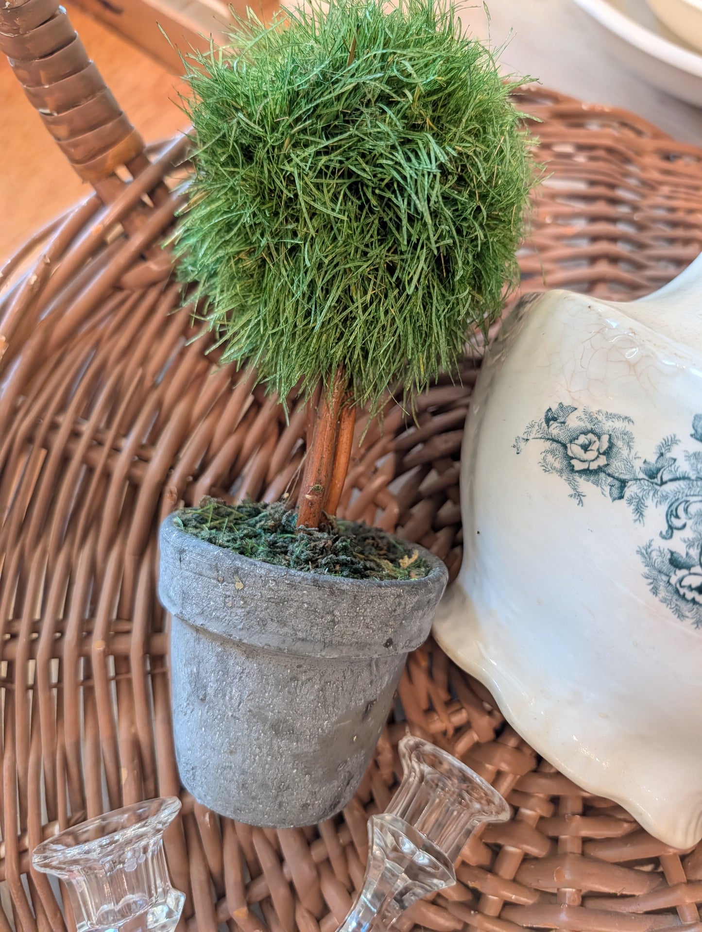 Topiary in planter