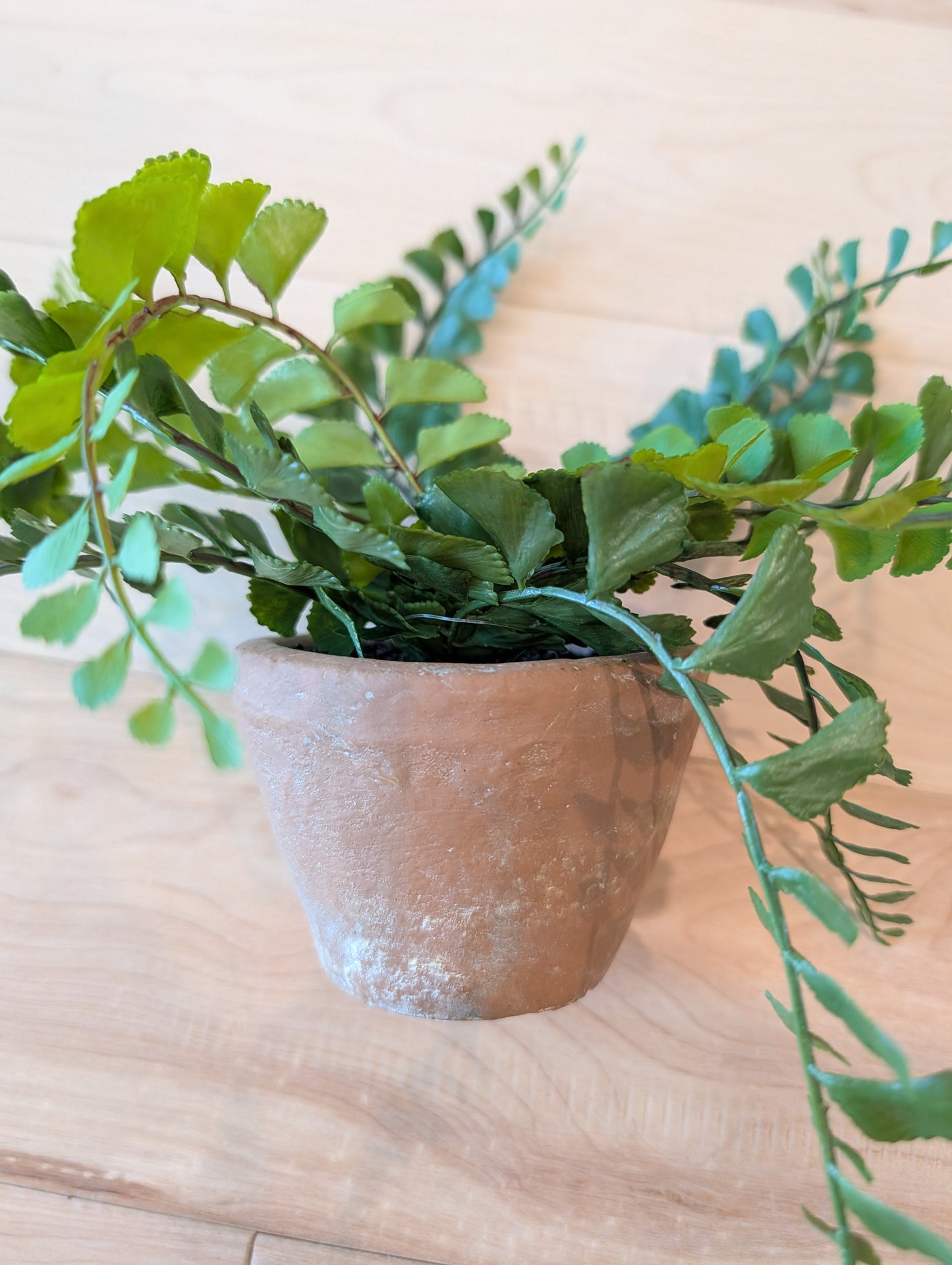 Potted Fern
