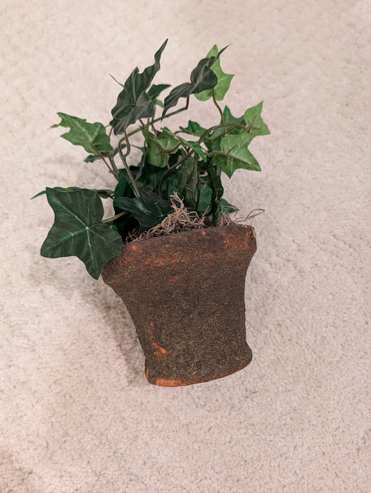 English Ivy in a Weathered Terracotta Pot