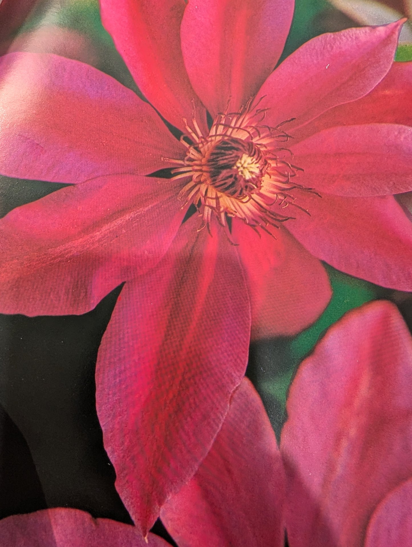 Garden Flowers