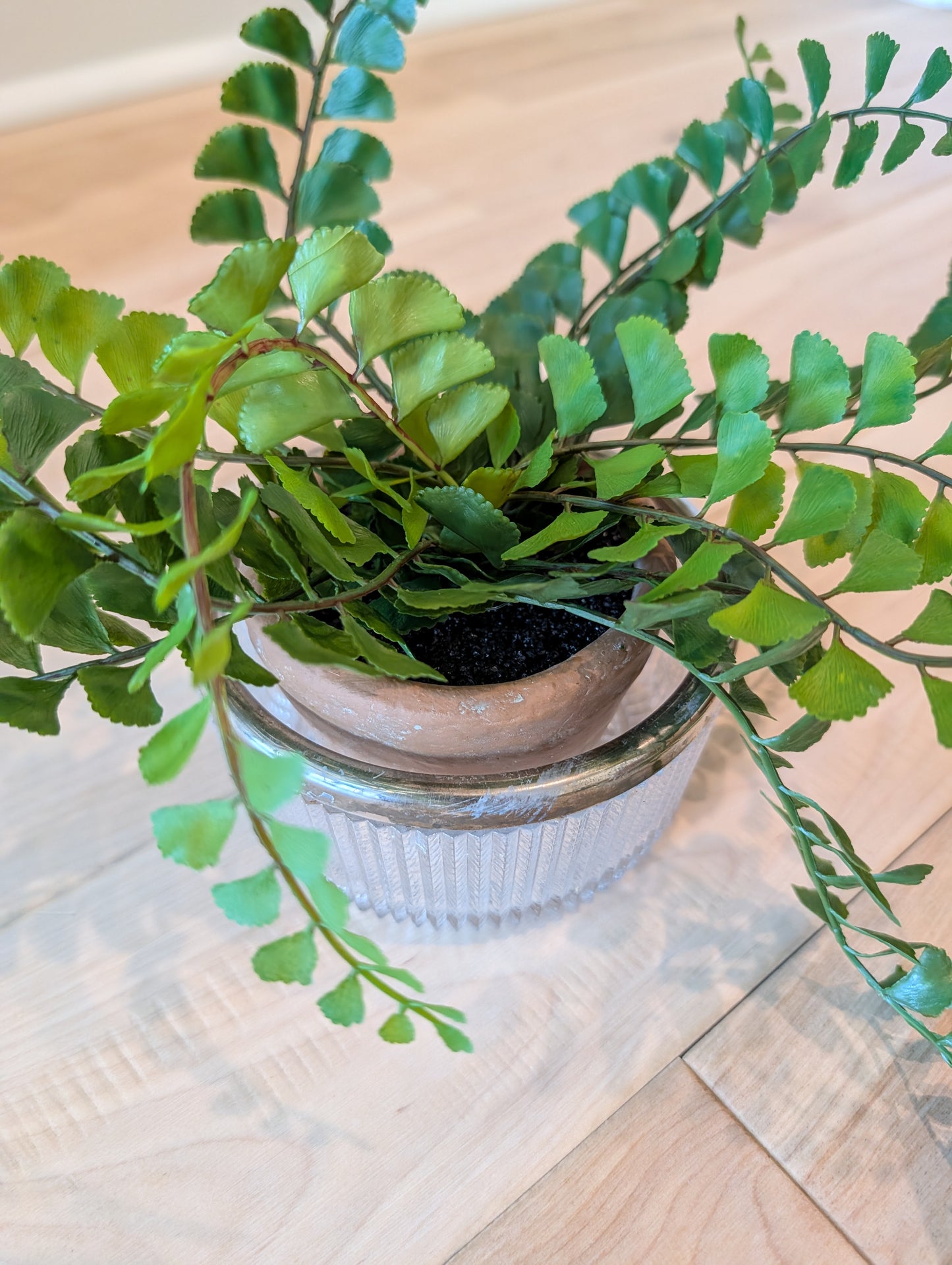 Potted Fern